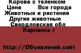 Корова с теленком › Цена ­ 69 - Все города Животные и растения » Другие животные   . Свердловская обл.,Карпинск г.